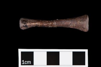 Media type: image;   Vertebrate Paleontology 101536 Description: Photograph of the metacarpal of MCZ VP 101536.;